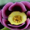 Auricula Alicia - abriachan nurseries